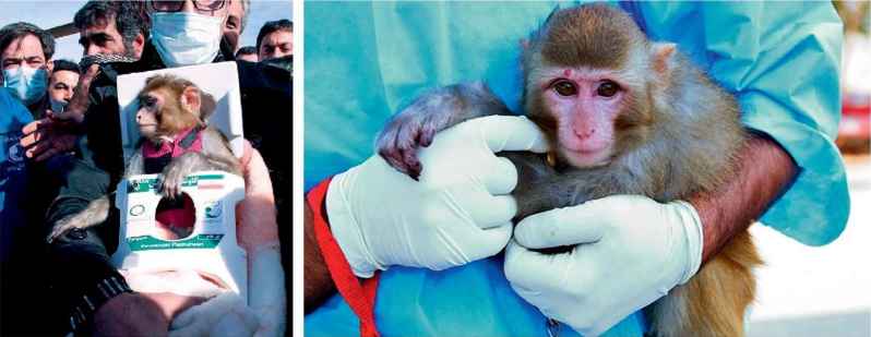 Iran’s biological rocket carried this monkey 